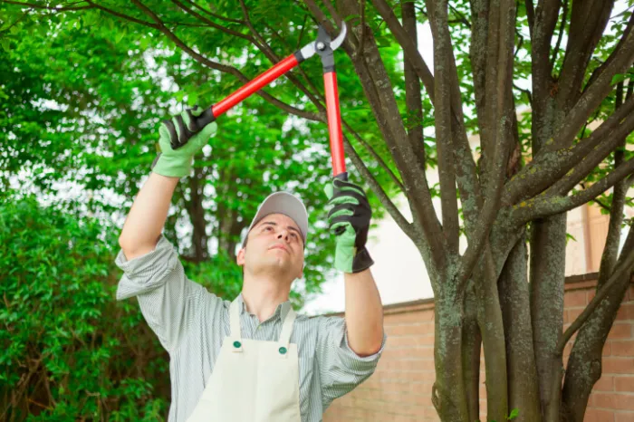Tree Trimming Services