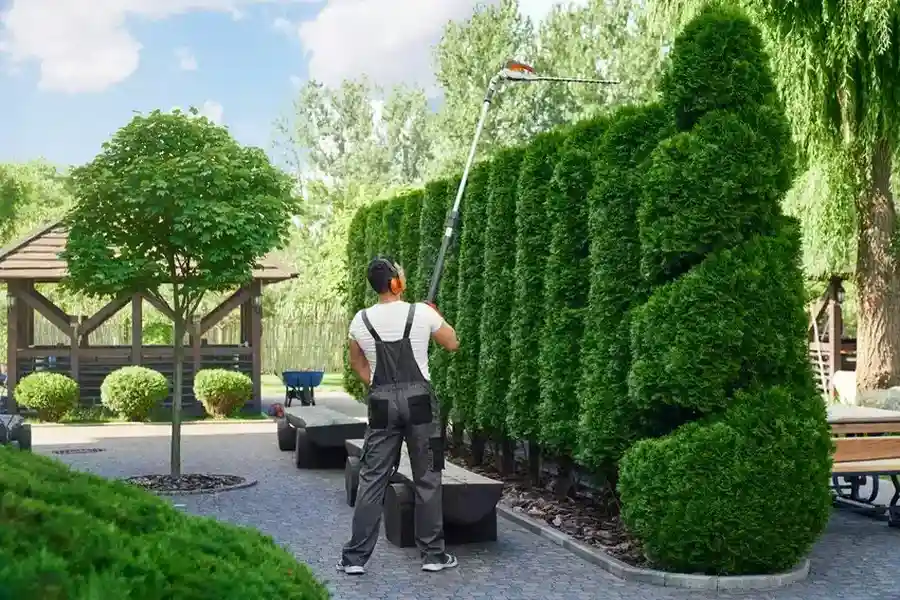 Affordable Hedge Trimming Memphis, TN