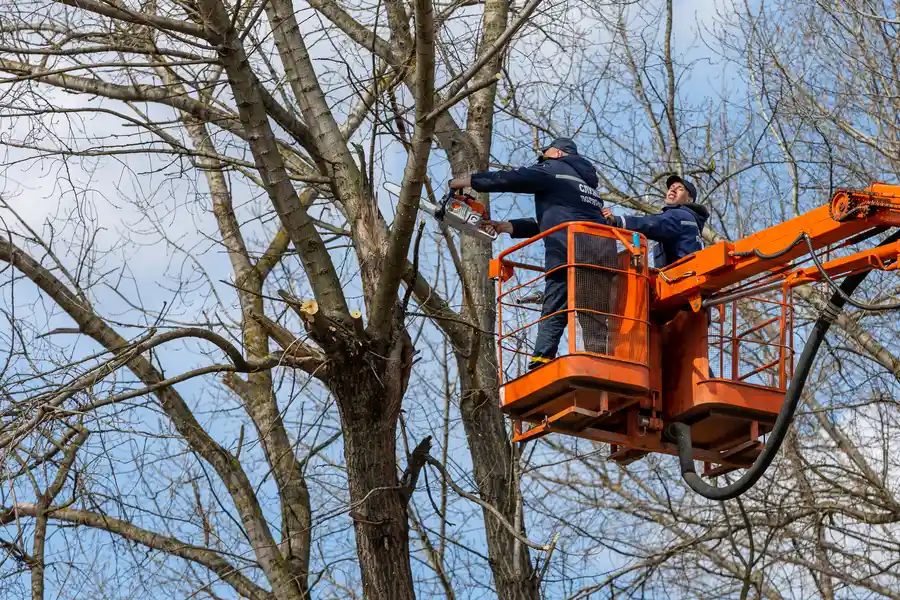 Experienced Tree Removal Services Memphis, TN