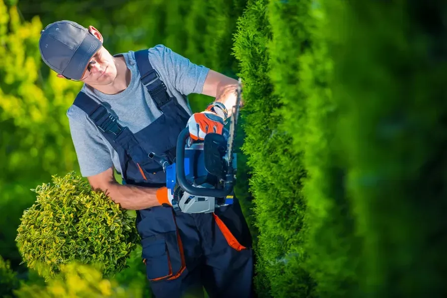 How Hedge Trimming Enhances Curb Appeal And Property Value in Memphis, TN