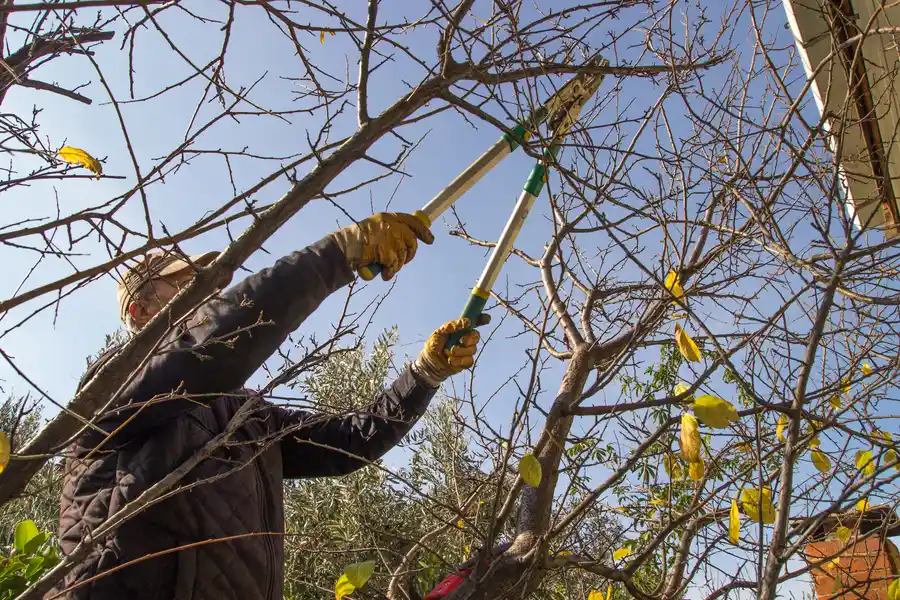 How Tree Trimming Supports Long Term Tree Health Memphis, TN