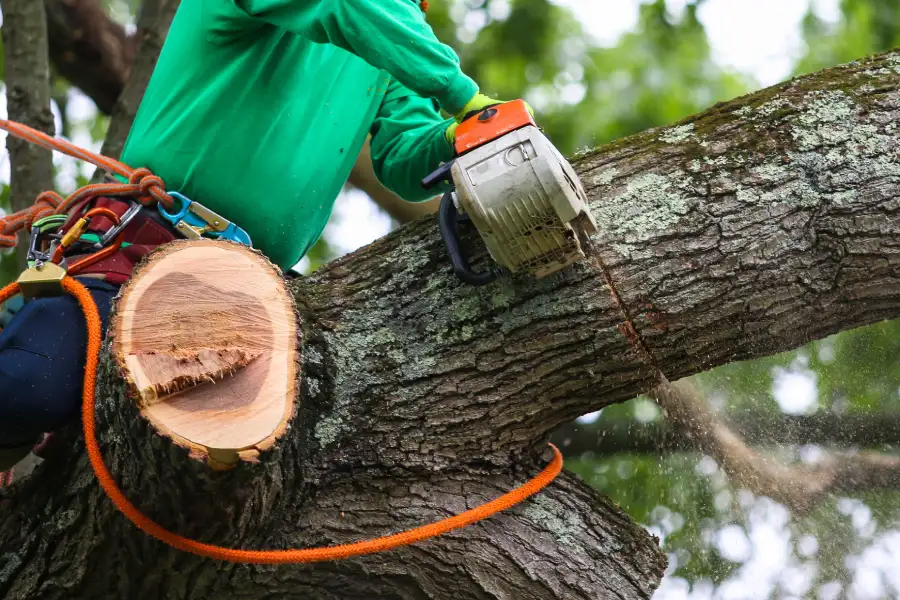Local Tree Trimming Services Memphis, TN Local Tree Trimming Services Memphis, TN