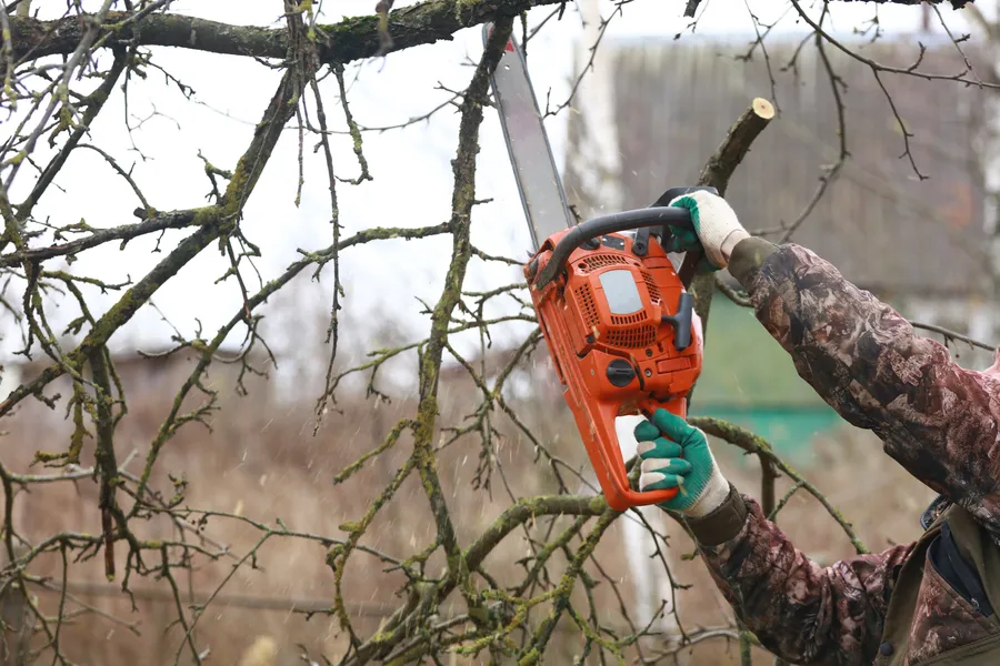 Premium Tree Trimming Services Memphis, TN Premium Tree Trimming Services Memphis, TN