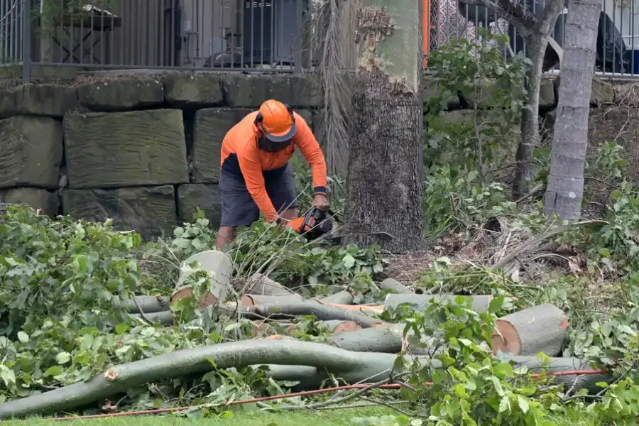 Professional Tree Removal Services Memphis, TN