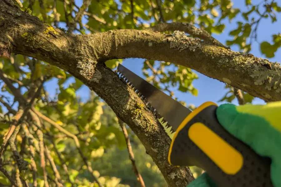 Quality Tree Trimming Services Memphis, TN Quality Tree Trimming Services Memphis, TN