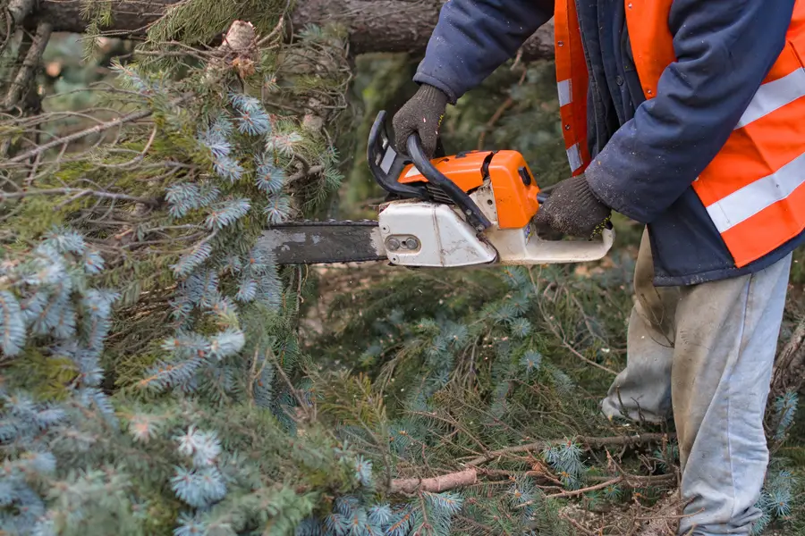 Superior Tree Removal Services Memphis, TN