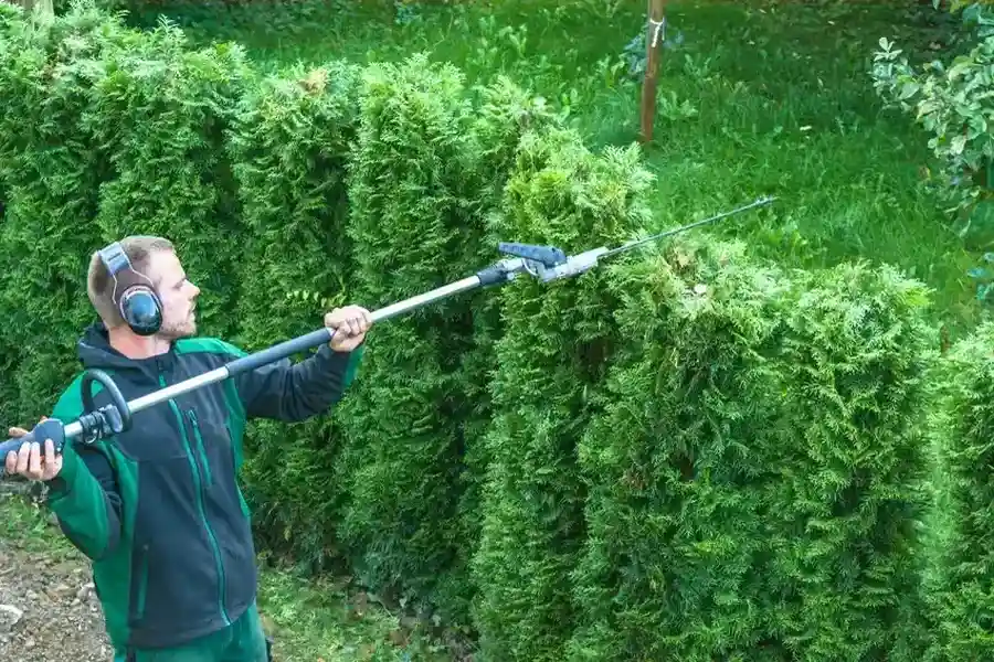 The Impact Of Hedge Trimming On Sunlight And Air Circulation Memphis, TN