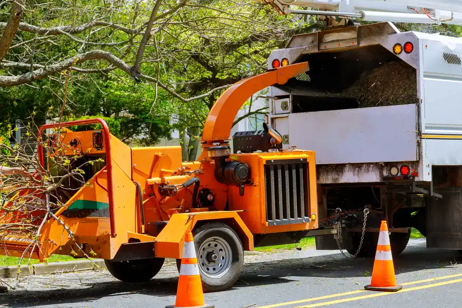 The Impact Of Tree Removal On Lawn Health And Sunlight Memphis, TN
