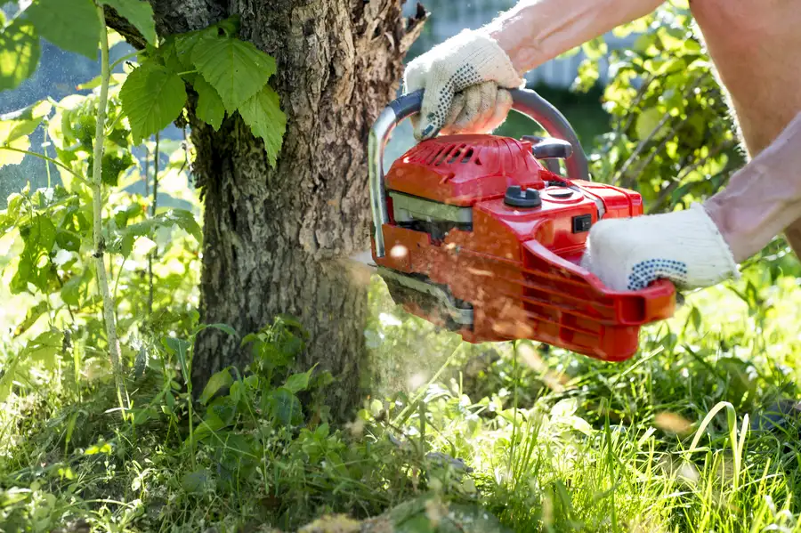 The Impact Of Tree Removal On Lawn Health And Sunlight in Memphis, TN
