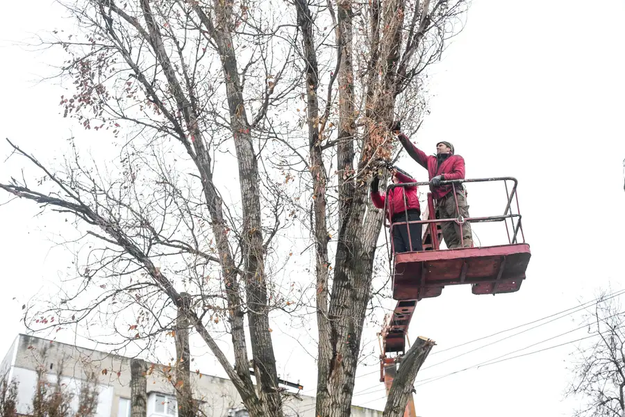 Understanding When Trees Need Professional Trimming in Memphis, TN