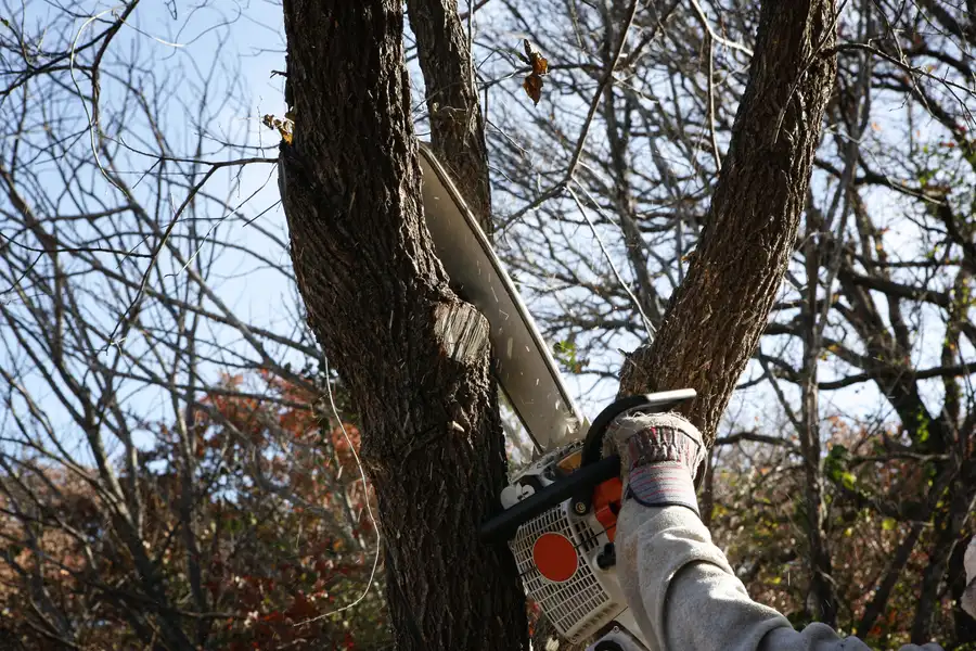Why Hiring Experts For Tree Removal Ensures Better Results Memphis, TN