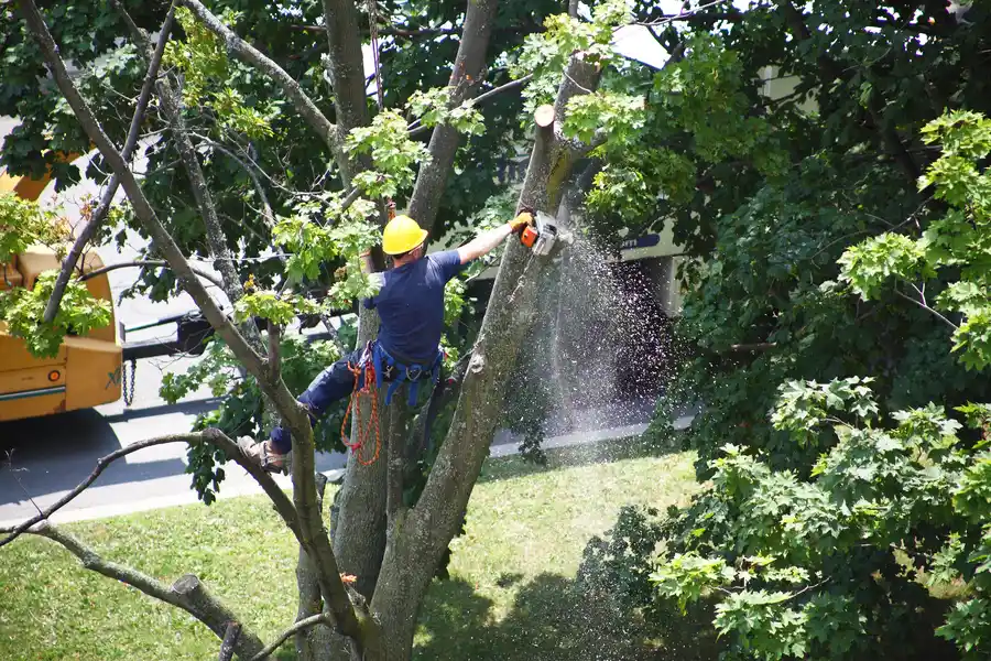 Why Hiring Experts For Tree Removal Ensures Better Results in Memphis, TN